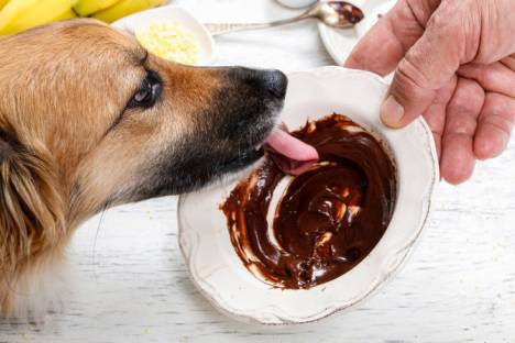 My Dog Licked Cocoa Butter What Should I Do?