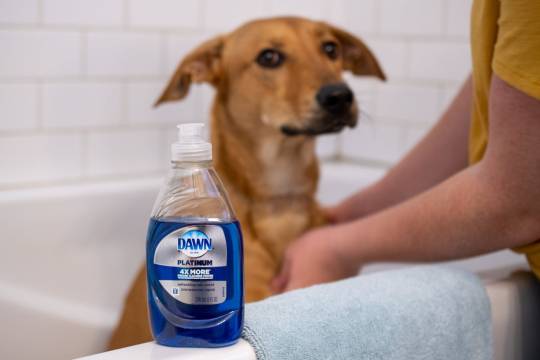 My Dog Licked Dawn Dish Soap What Should I Do?