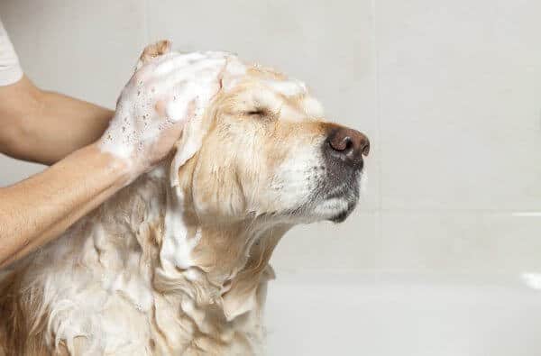 My Dog Licked Dog Shampoo What Should I Do?