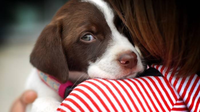 4 Tips for Dogs with Sensitive Stomachs