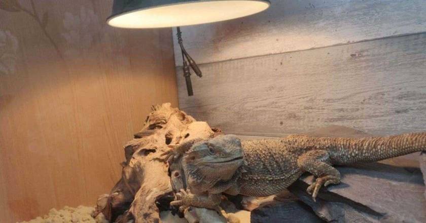 Equipment That Every Reptile Owner Must Have