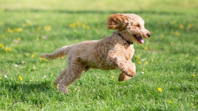 How to Exercise a Poodle – Toy, Miniature, and Standard