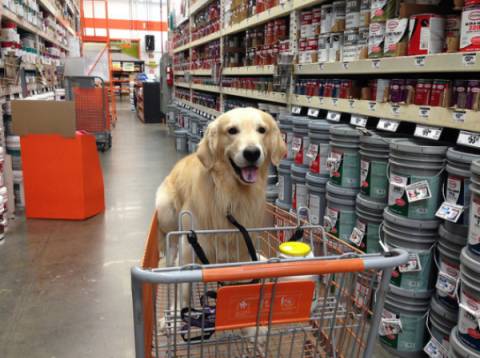 Home Depot Allow Dogs Policy