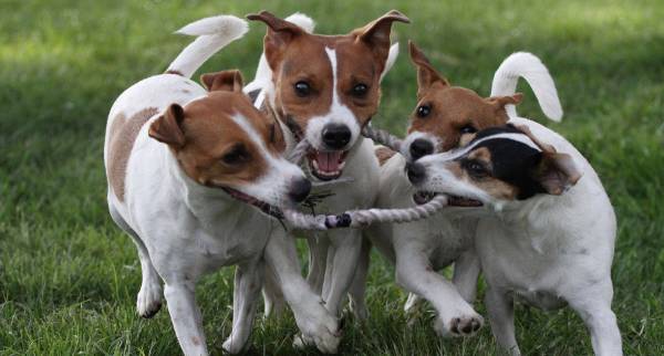 How Much Exercise Does a Jack Russell Need?
