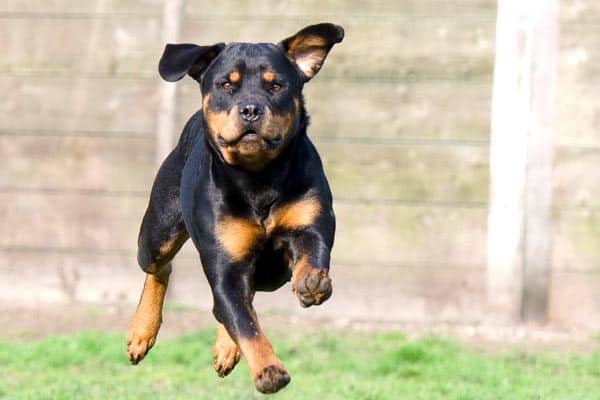How Much Exercise Does a Rottweiler Need?