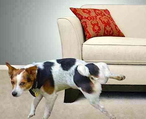 How to Stop Dogs from Peeing on Furniture