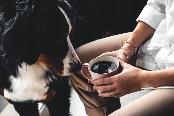 My Dog Licked Coffee What Should I Do?