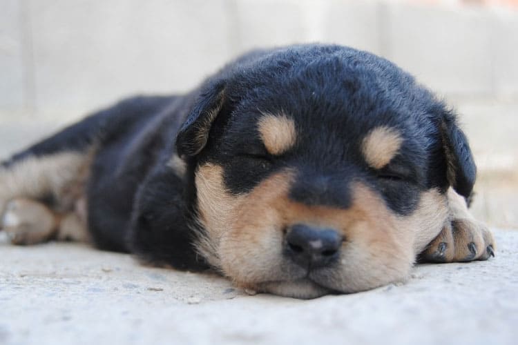 Why Is My Puppy Sleeping So Much More Than Usual Our Fit Pets