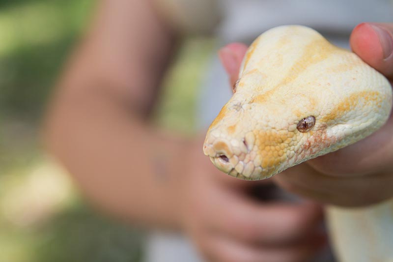 What Species of Snake Should I Get For A Beginner Owner?