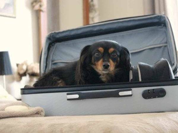 5 Tips To Take Care Of Your Dog When You’re Headed Out Of Town