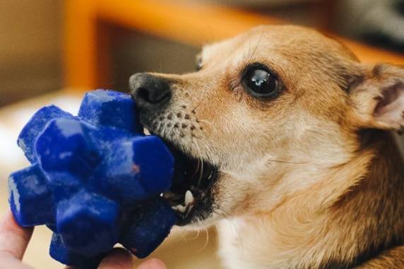 Toys for Dogs That Like to Shred