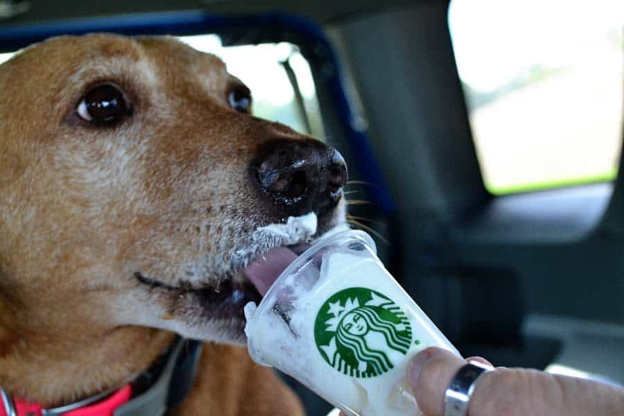 What Is Puppuccino at Starbucks?