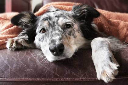 When to Put Dog Down with Lymphoma