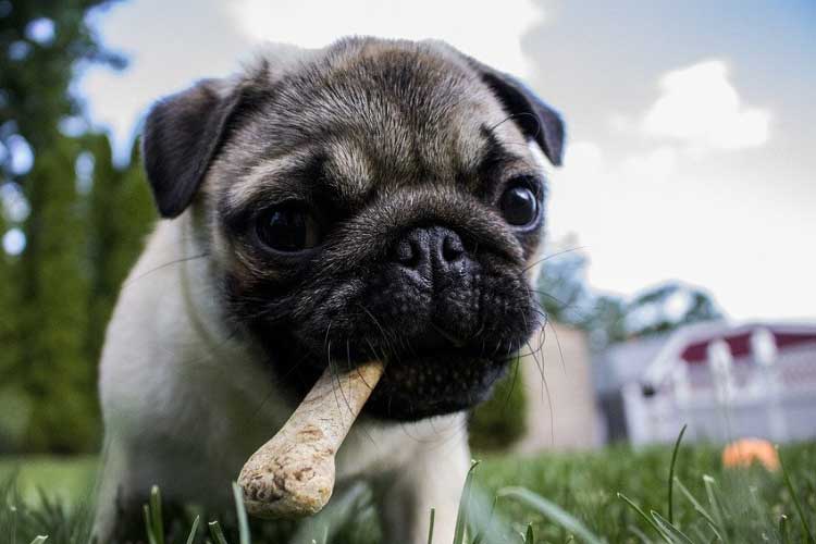 Why Are Pugs So Expensive?