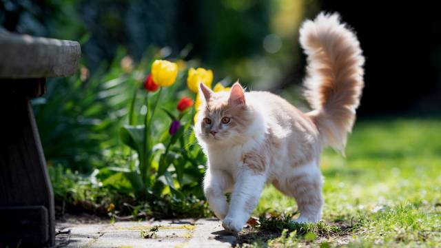 5 Amazing Athletic Cat Breeds