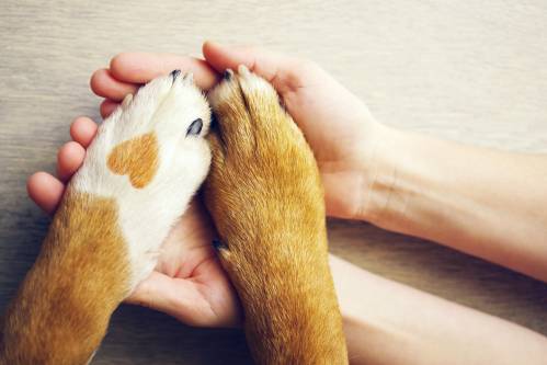 Top 6 Reasons To Get A Pet Insurance