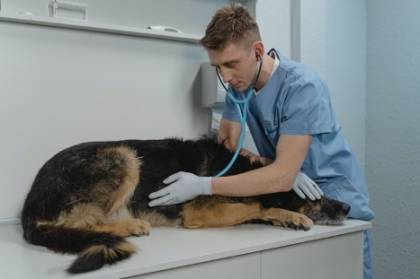 Best Veterinary Schools and Programs in the US