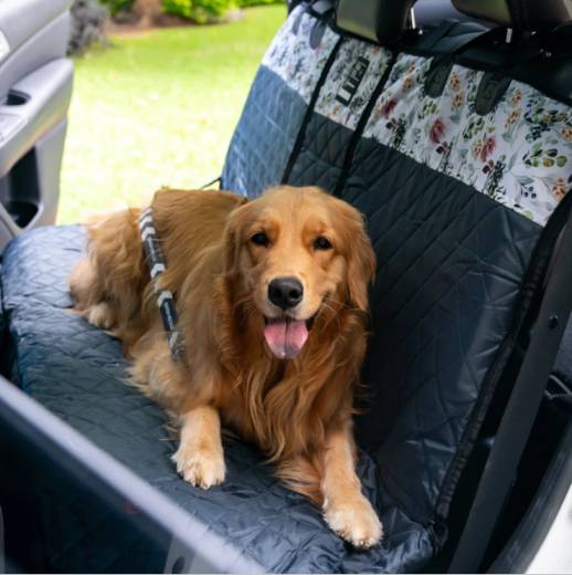 Buyer’s Guide for Dog Accessories: Travel Edition