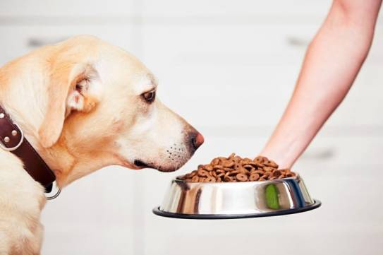 fresh dog food vs kibble