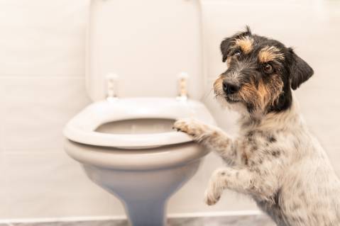 Dog Drank from Toilet
