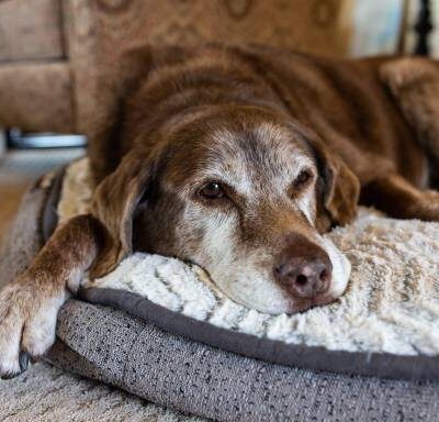 My Dog Ate Absorbent Pad Meat Tray What Should I Do Our Fit Pets