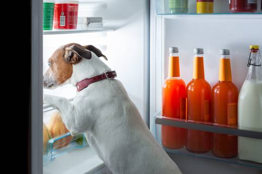 My Dog Drank Freon What Should I Do?