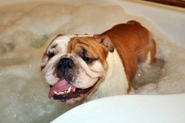 Top 5 Best Shampoo for English Bulldogs