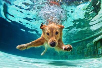 Dog Drank Chlorinated Water