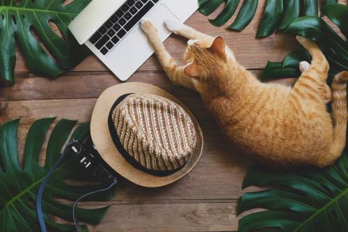 10 Reasons to take Your Cat with You on Vacation