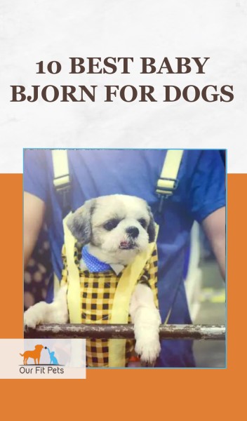 Best Baby Bjorn for Dogs