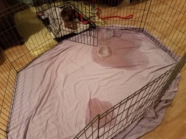 Dog Pees In His Crate