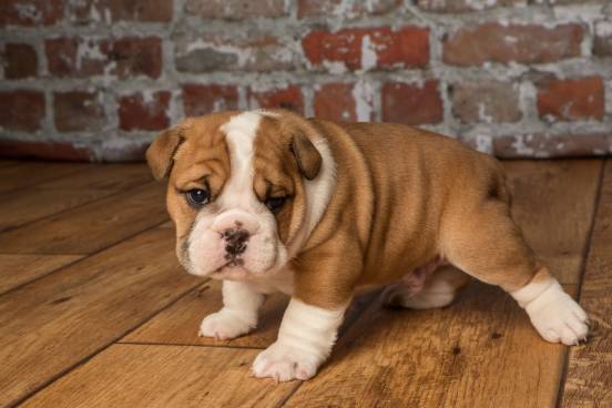 5-Month-Old English Bulldog
