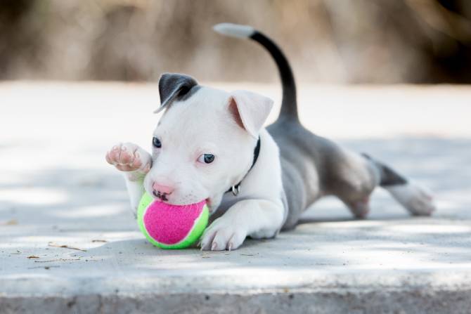 5-Month-Old Pitbull – Find Yours!