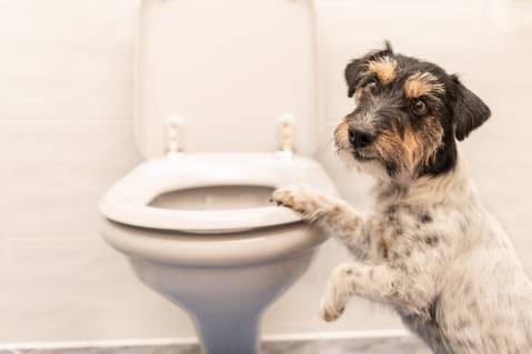 Dog Drank Pee Out of The Toilet