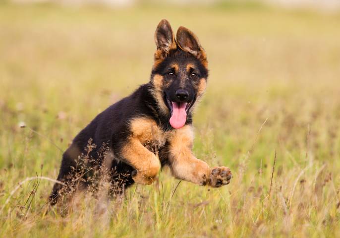5-Month-Old German Shepherd – Find yours!