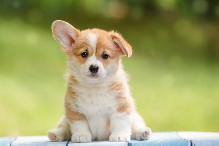 5-Month-Old Corgi – Find yours!