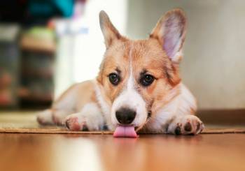 My Dog Drank Floor Cleaner What Should I Do?
