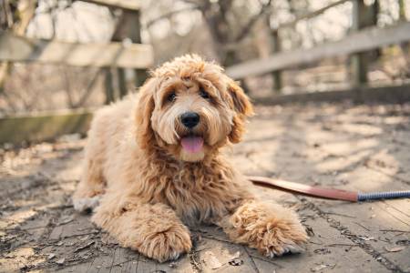 Best Labradoodle Haircuts (Puppy Cut, Teddy Bear Cut, and More)