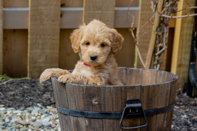 5-Month-Old Goldendoodle – Find yours!