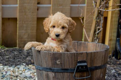Best Types of Goldendoodle