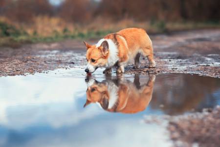 Dog Drank from A Puddle