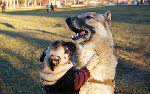 Hug Dog – Siberian Husky & Pug Mix