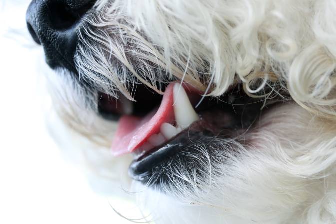My Dog’s Breath Smells Like Urine (Reviewed by Vet)