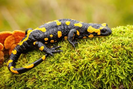 Are Salamanders Poisonous