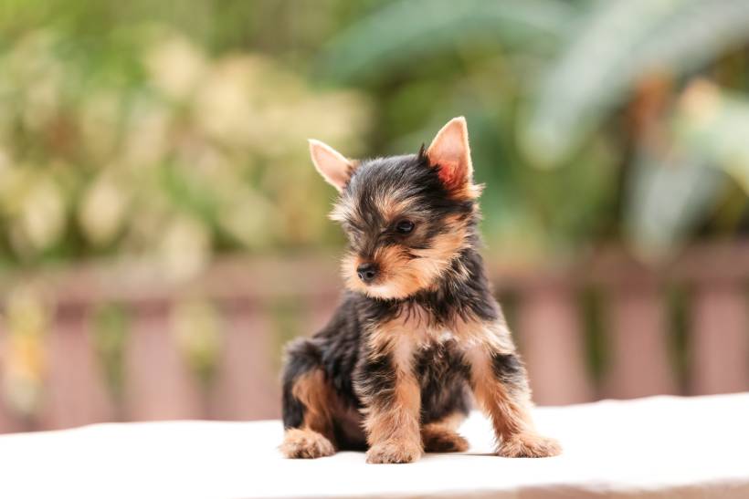 5-Month-Old Yorkie – Find yours!