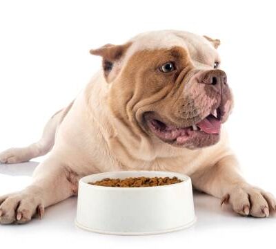 My Dog Ate Absorbent Pad Meat Tray What Should I Do Our Fit Pets