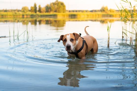 Dog Drank Lake Water