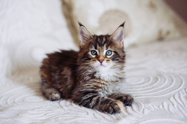 5-Month-Old Maine Coon