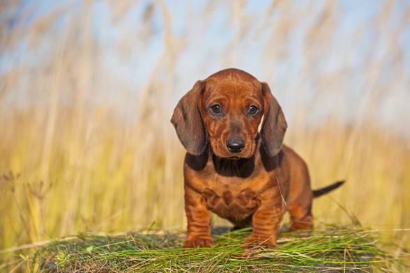 5-Month-Old Dachshund – Find yours!