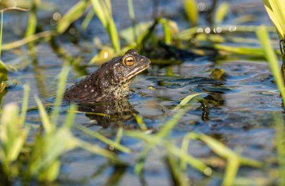 Can Toads Breathe Underwater?